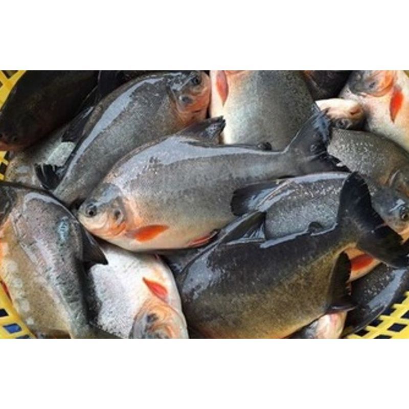 

ikan bawal tawar 500 gram