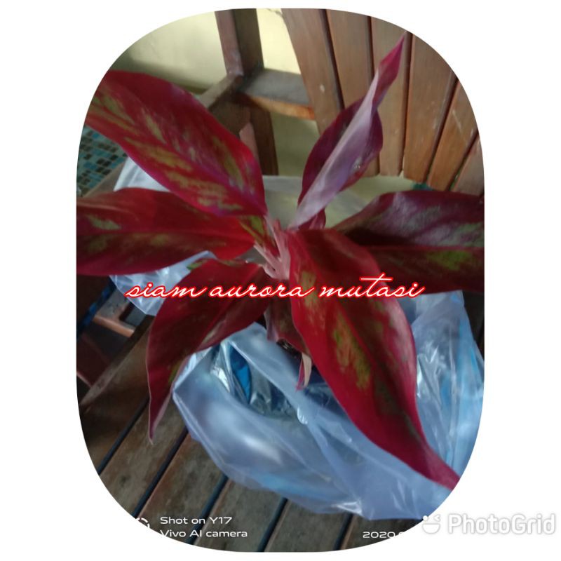 AGLONEMA SIAM AURORA MUTASI