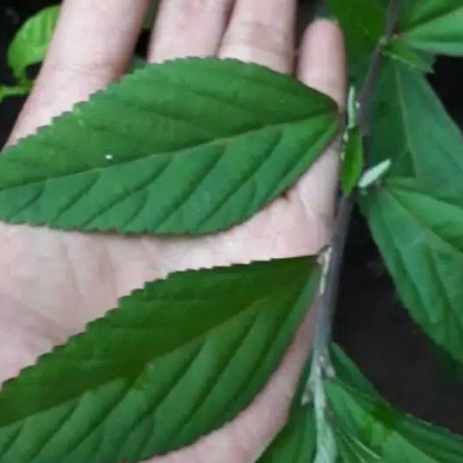 

Daun Sidaguri jantan segar herbal