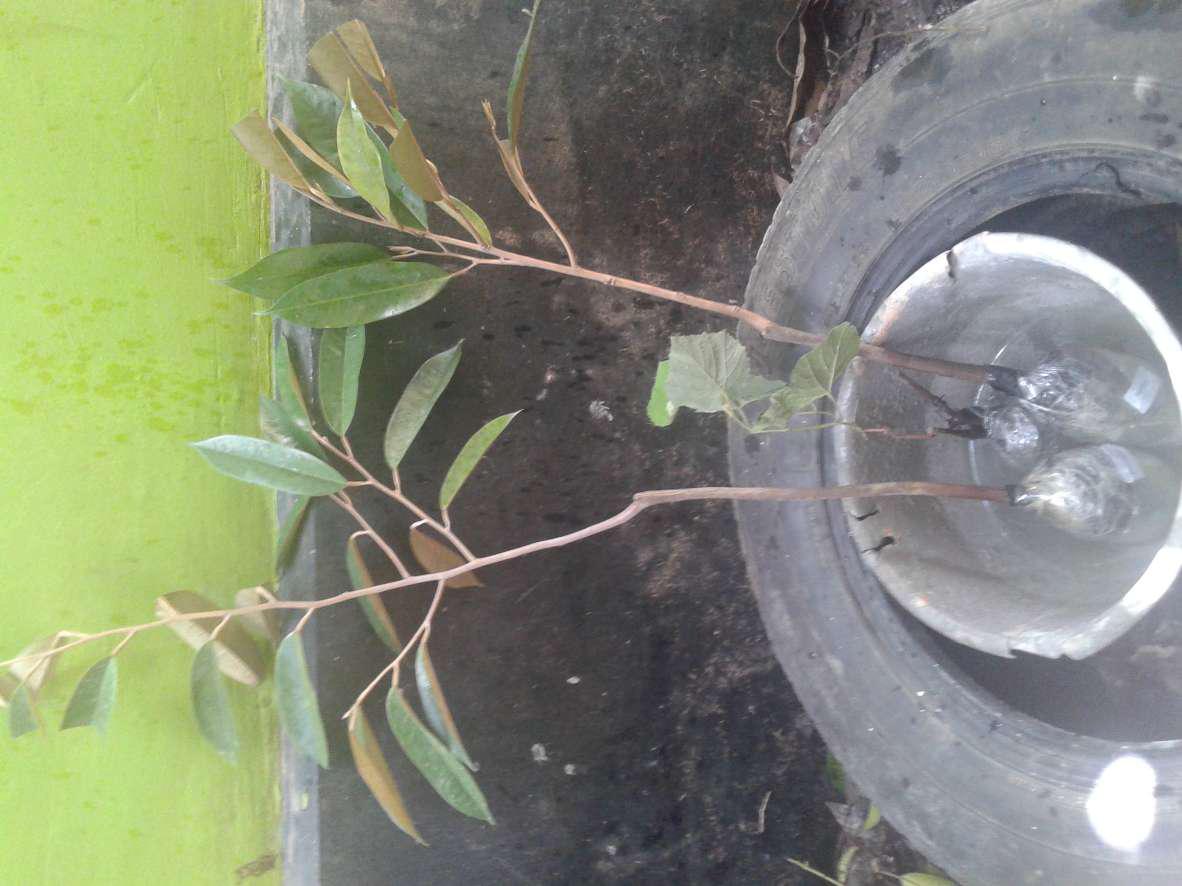 Bibit Tanaman Buah Durian Montong