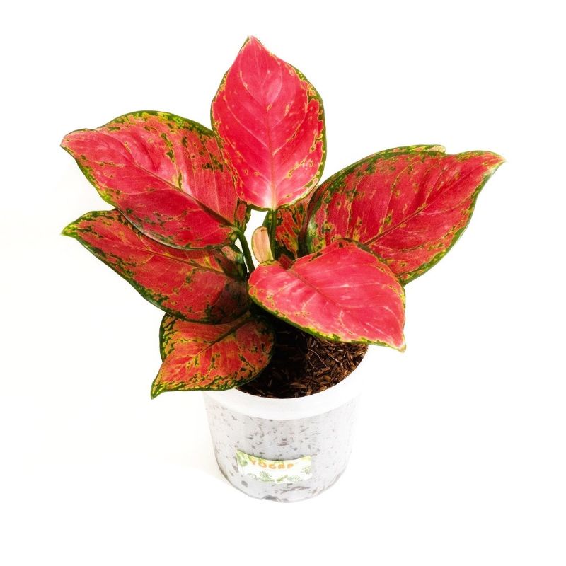 Aglonema Red  anjamani  Red  anja Tanaman hias aglaonema  