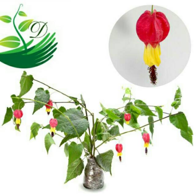 Tanaman Hias Cherrybelle