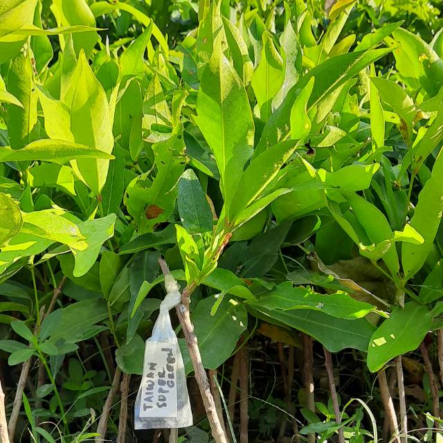 Jambu air taiwan super green