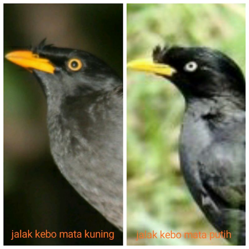jalak kebo