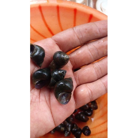 promo tutut sawah hidup isi 5 pcs