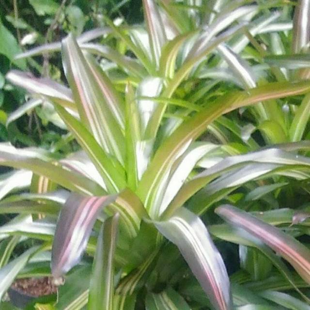 

Brimeliad tree colour
