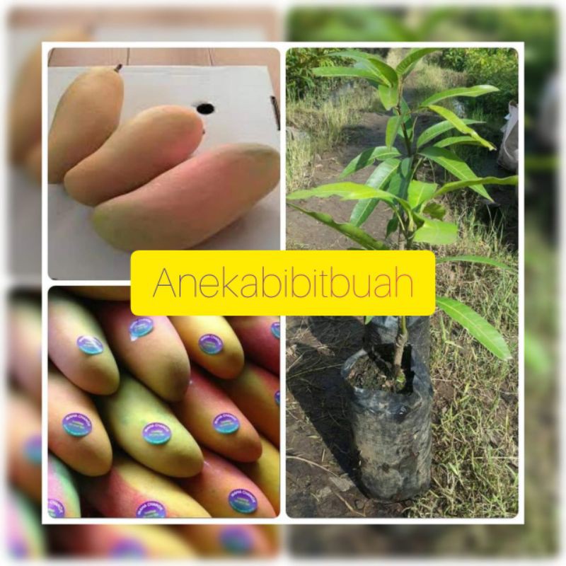 BIBIT MANGGA PELANGI MAHACHANOK