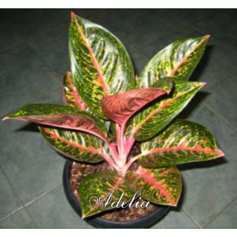 Tanaman hias aglonema Adelia/ bonggol aglonema adelia