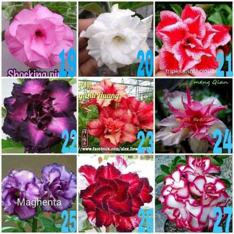 

ADENIUM MURAH TRIPLE COLOUR WARNA TERBARU