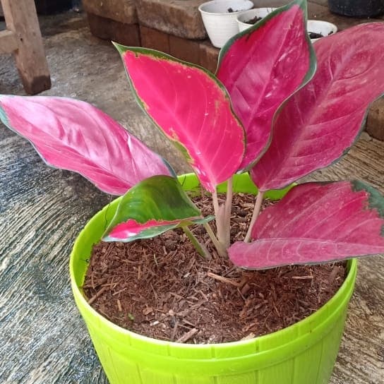 aglonema suksom jaipong.. MURAH