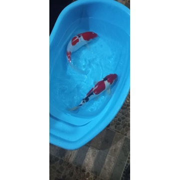 ikan koi Doitsu Sanke 40bu merah strong