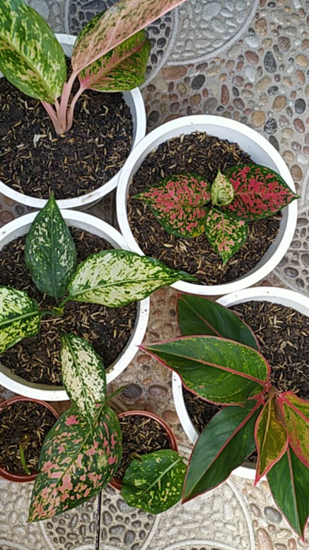 Paket 5 Tanaman Aglonema - Agolaonema - Bunga Aglonema - Paket Aglonema Murah