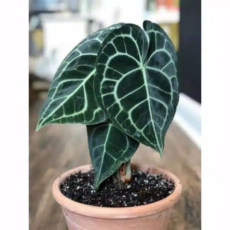 kuping gajah mini (tanaman hias kuping gajah mini)