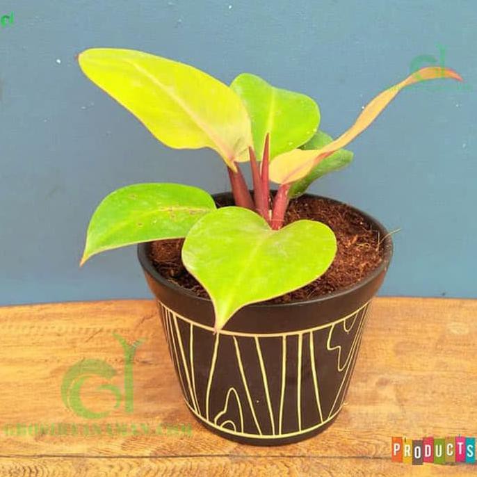 tanaman hias philodendron orange juice - philodendron prince of orange Original
