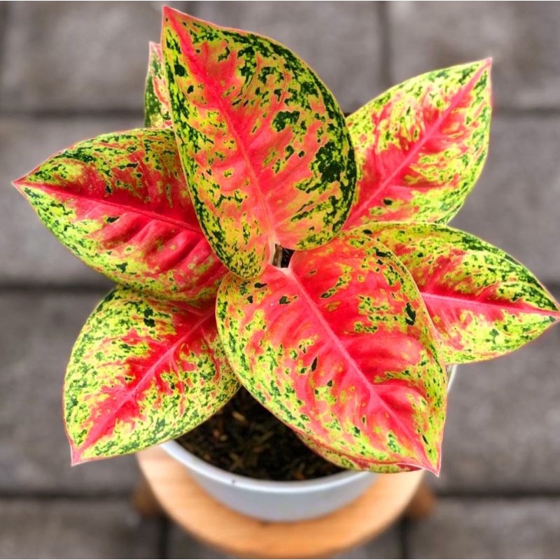 Aglonema Mahasety Tanaman Hias Bunga Aglaonema Murah Merah BUKAN bonggol bibit - tanaman hias hidup 