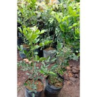 Bibit Bonsai Kemuning