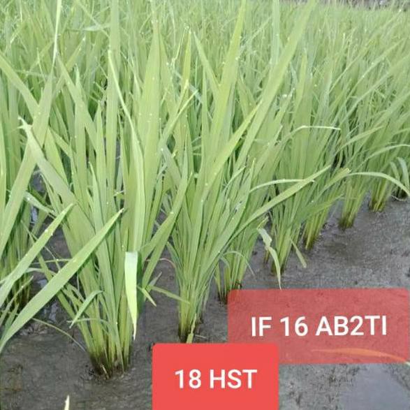 NEW YEAR SALE Benih Padi Unggul IF16 AB2TI