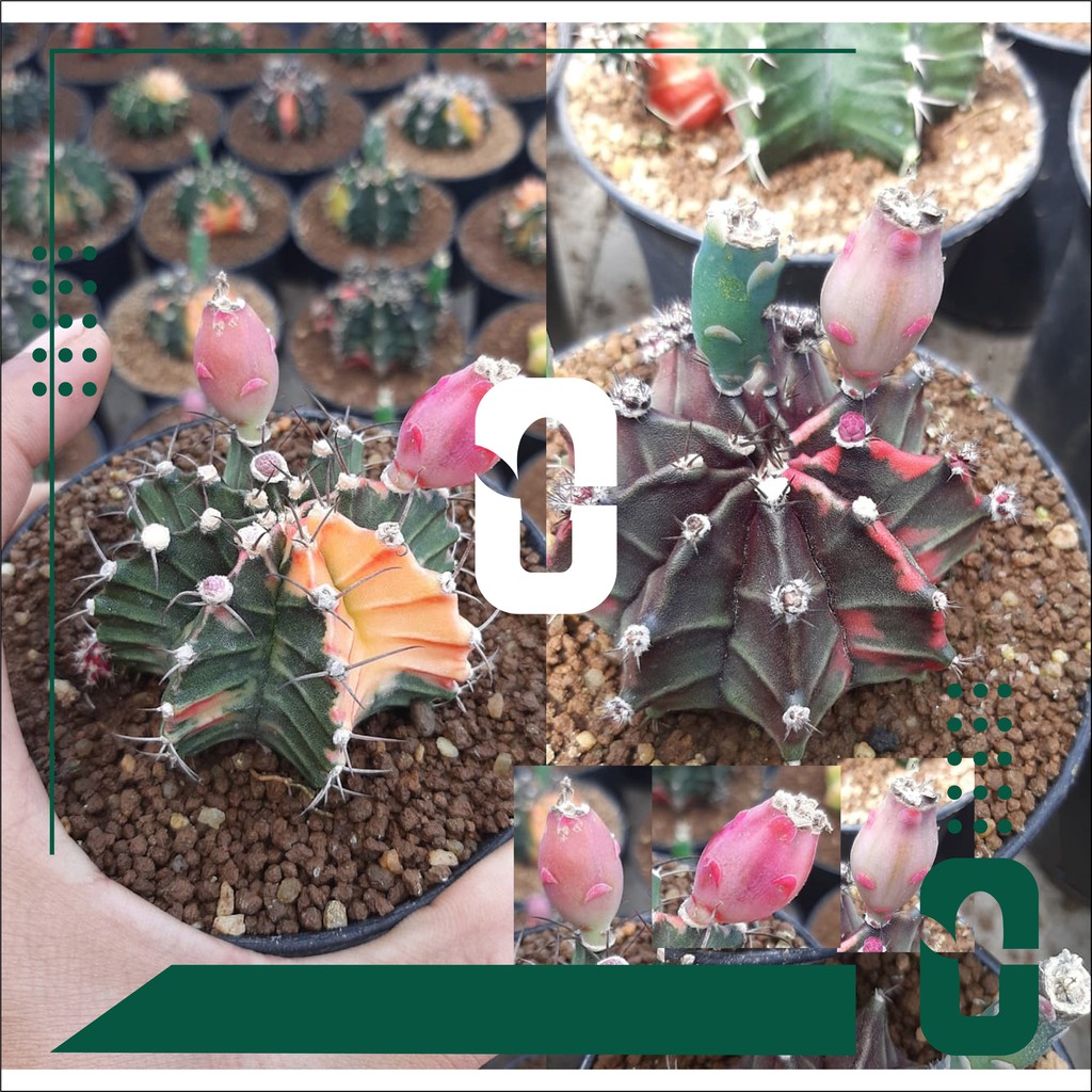 Benih | biji |seed| kaktus| gymnocalycium| LB var & miha var (mix)