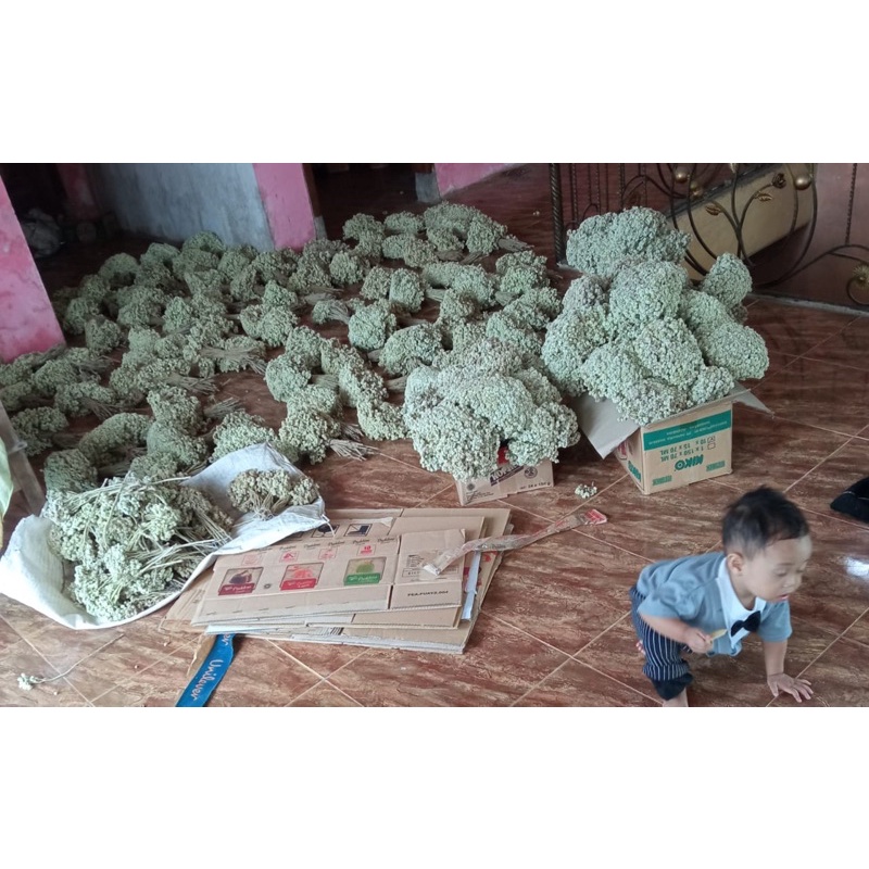 50 IKAT EDELWEIS GROSIR / BUNGA ABADI / DRIED GLOWERS