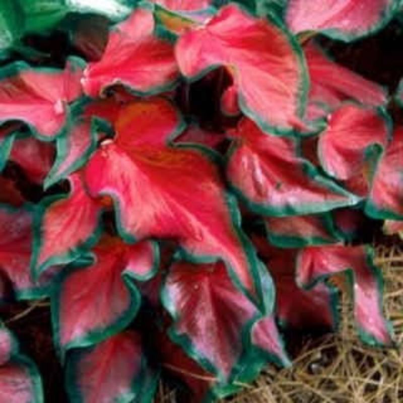 umbi caladium red frill