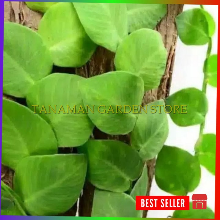 Tanaman Hias Rambat Dolar Besar/Dolar Rambat Besar