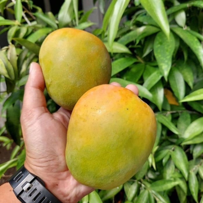 Bibit Tanaman Buah MANGGA GEDONG GINCU Premium