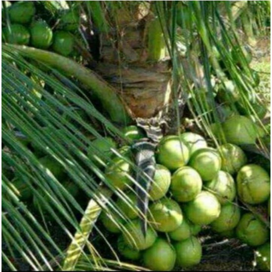 BIBIT KELAPA HIBRIDA HIJAU UNGGUL