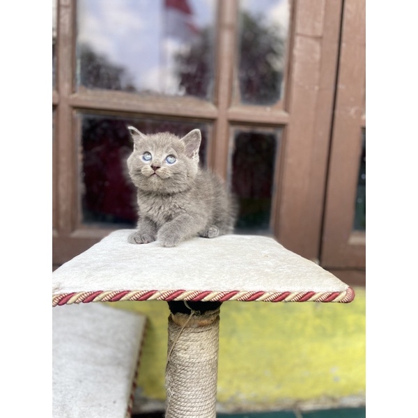 KUCING KITTEN BSH BLUE || BRITISH SHORT HAIR BLUE