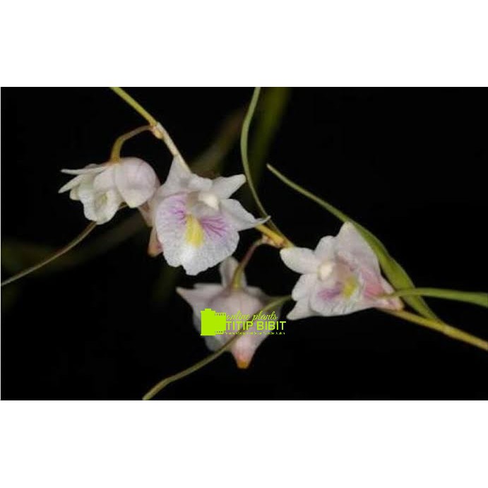 anggrek spesies dendrobium lineariflorum