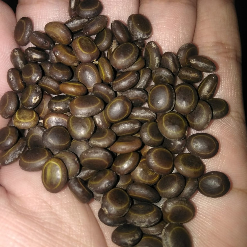 120 Biji Bonsai Arabika / Klampis Ireng