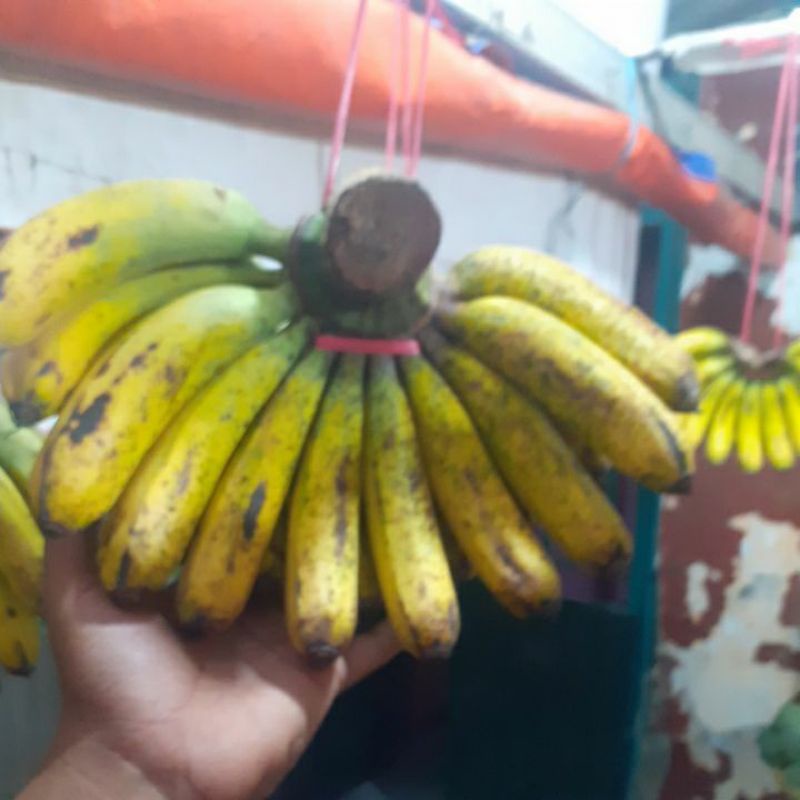 

UK no. 3 PISANG BARANGAN MEDAN