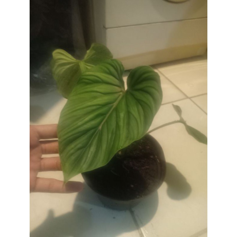 Philodendron plowmanii black face
