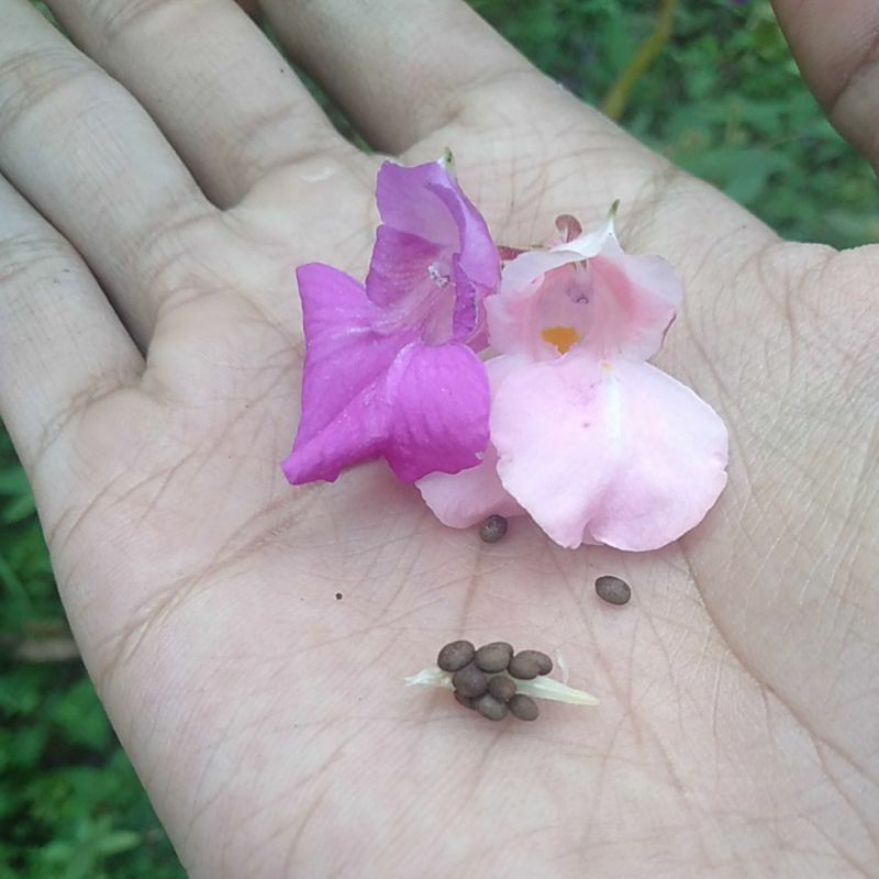 benih bunga pacar air