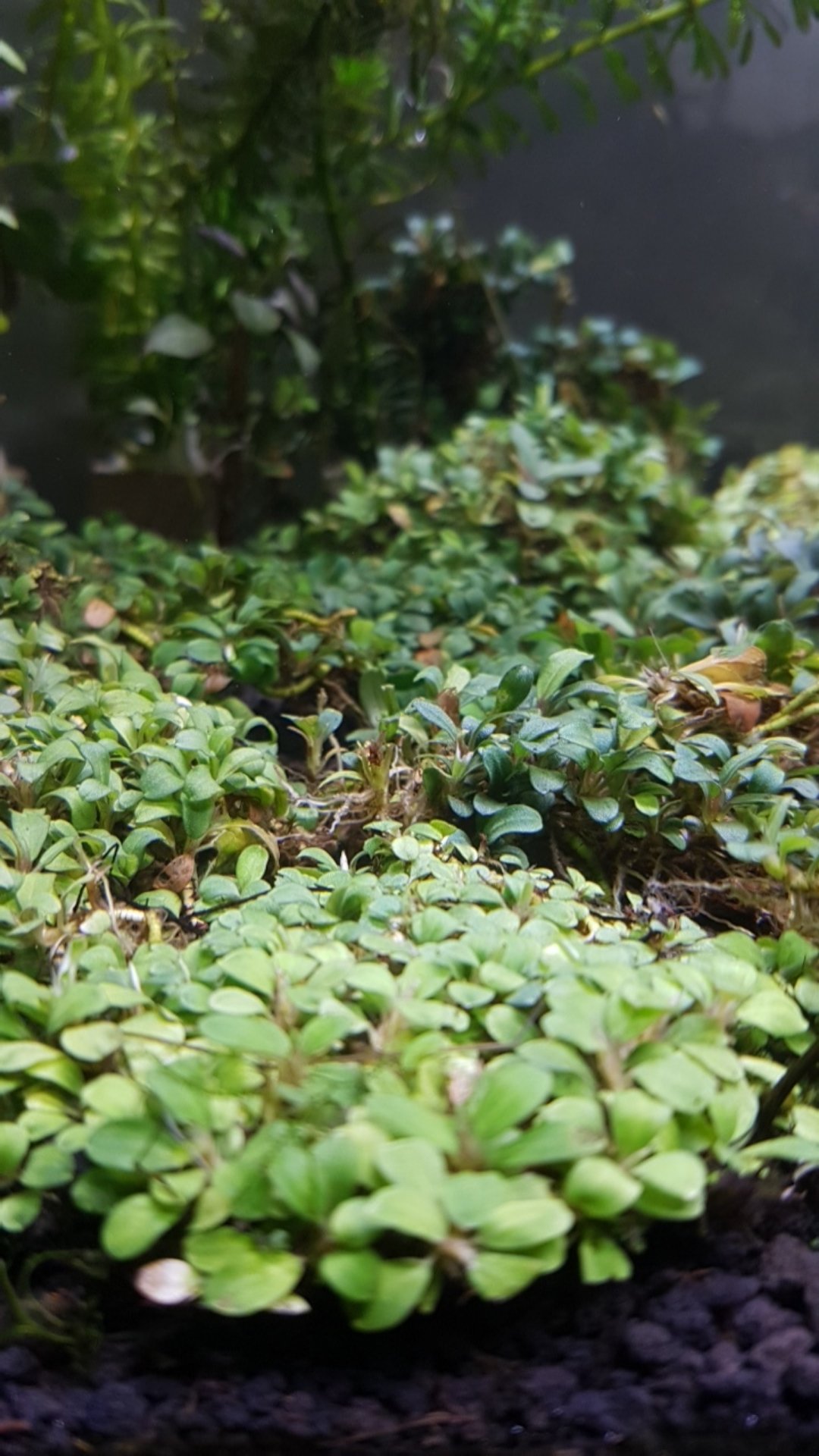 Carpet Seed Hair Grass Mini 3ml