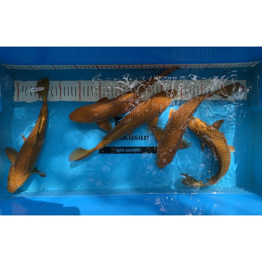 Ikan Koi Chagoi Tembaga size 27-29 cm