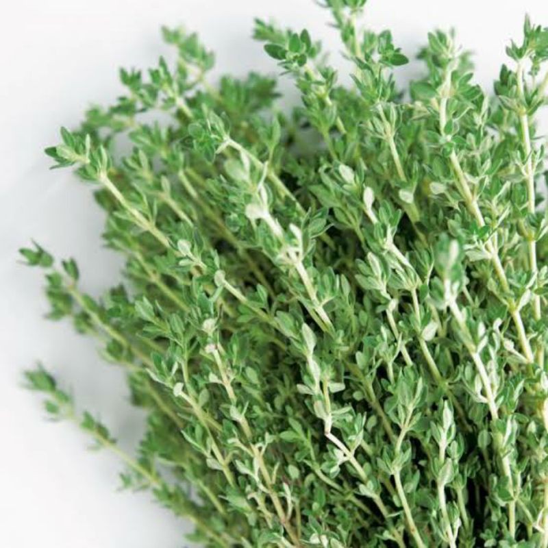 Amefurashi Bibit / 200 Benih / Herb Thyme Seed Thymus Vulgare