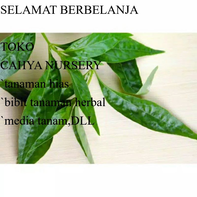 

PROMO Daun sambiloto segar 500gram daun organik