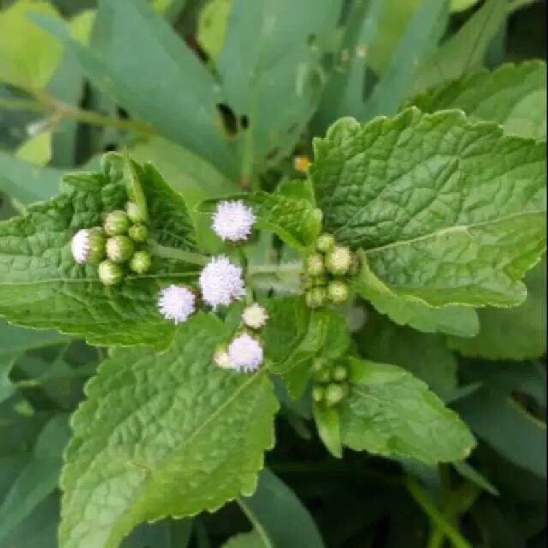 

daun badotan segar200gr
