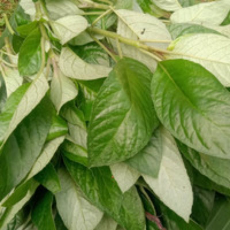 

Lalapan daun reundeu 100gram segar