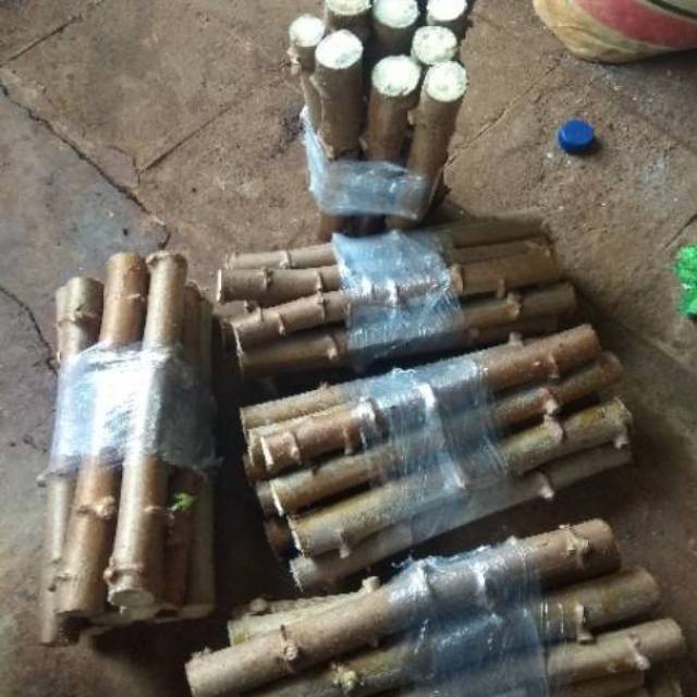 Bibit stek ketela pohon / Ubi kayu / bibit pohon singkong per ikat
