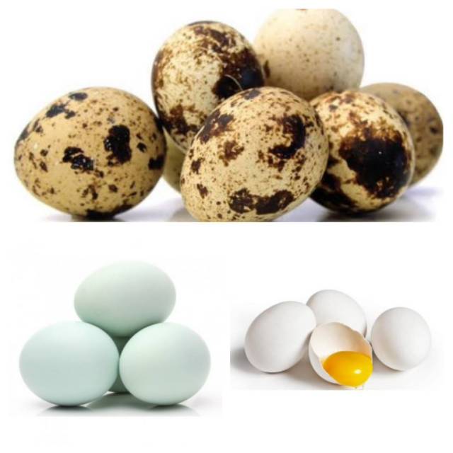 

Telur Bebek, Telur Ayam Kampung, Telur Puyuh