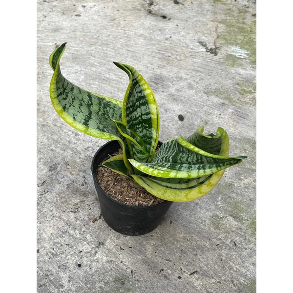 Sansevieria Sansivera Sanse Indoorplant | Twister | Gold Flame | Pagoda | Golden Banner | Fishceri