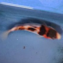 ikan koi ai goromo Asli Blitar