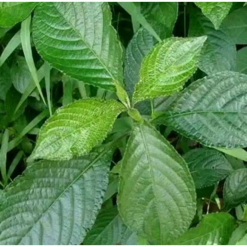 

Daun keji beling atau pecah beling segar