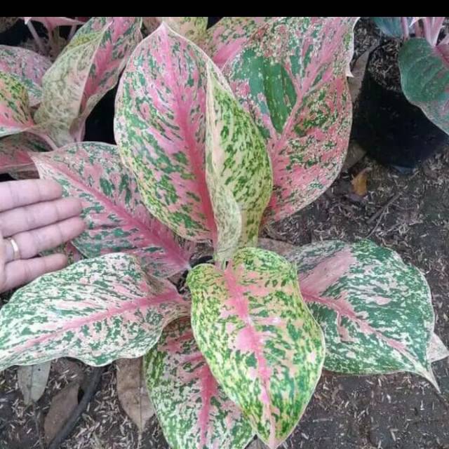 PROMOTANAMAN HIAS AGLONEMA STRIPTIS REMAJA