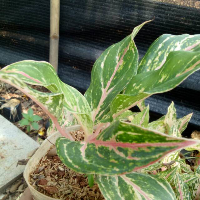 Tanaman hias aglonema lipstik putih