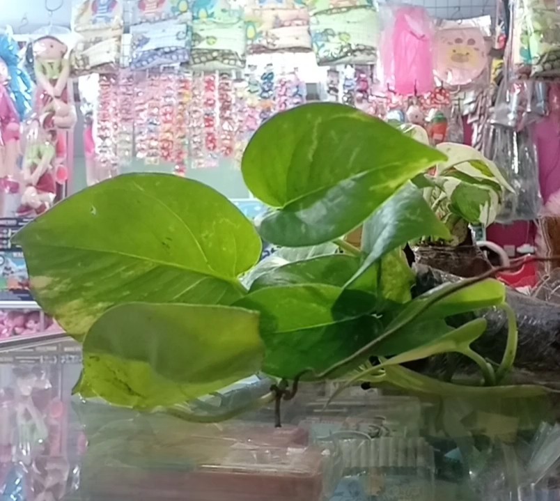 Tanaman Hias Srigading Hijau - Sri Srigading Hijau - Pot Gantung