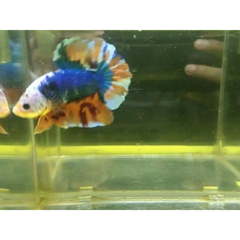 

giant fancy hmpk