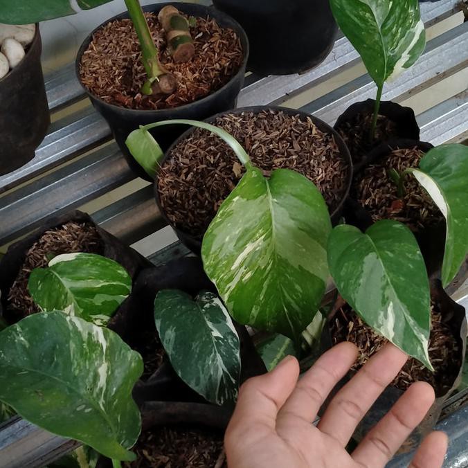 Bibit Monstera Varigata/Bonggol Monstera Epipremnum Varigata