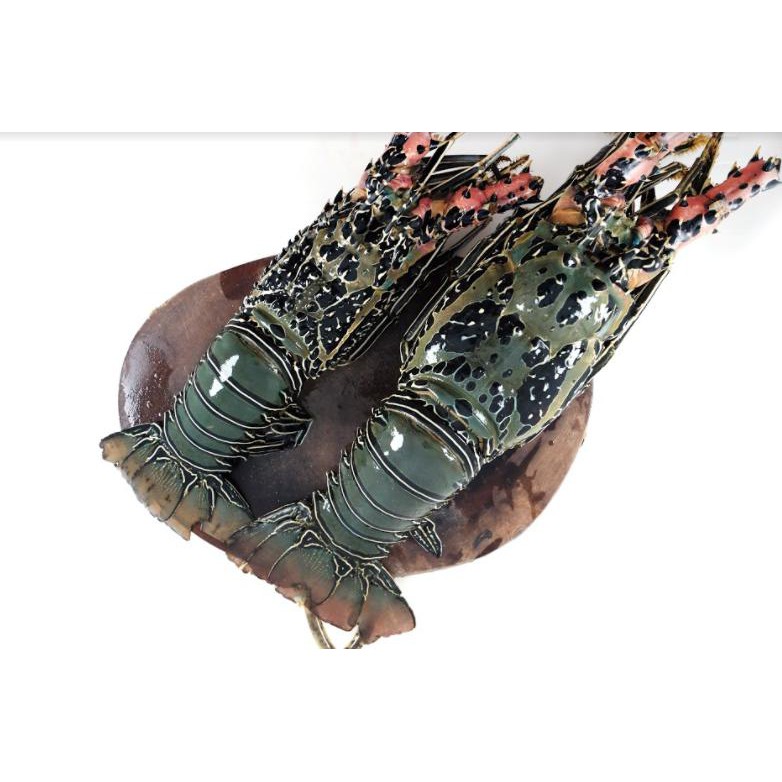 

Salmon Hu Lobster Bambu Premium Ukuran 0,9 - 1,2 kg/ekor - Daging Padat